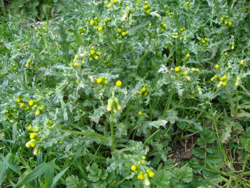 Senecio vulgaris