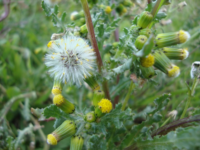 Senecio vulgaris