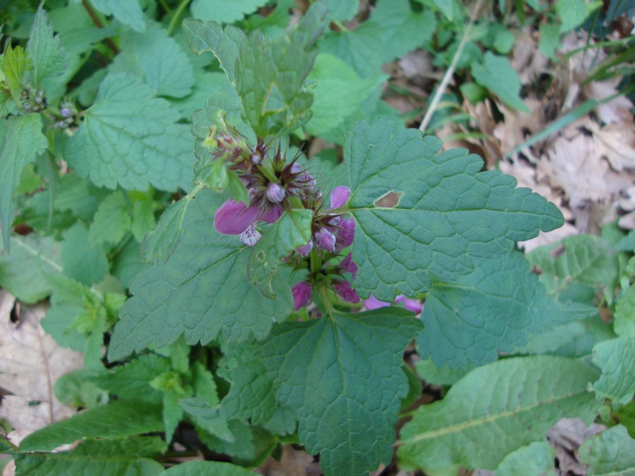 Lamium maculatum