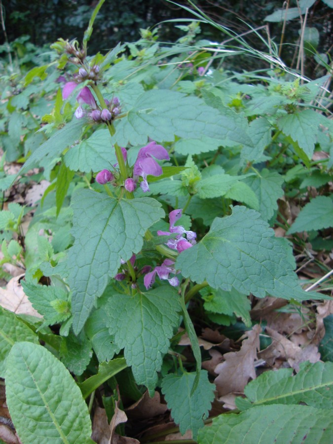 Lamium maculatum