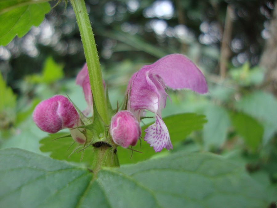 Lamium maculatum