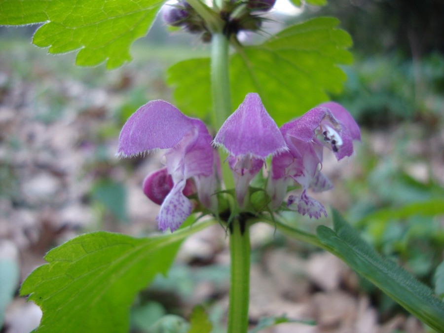 Lamium maculatum