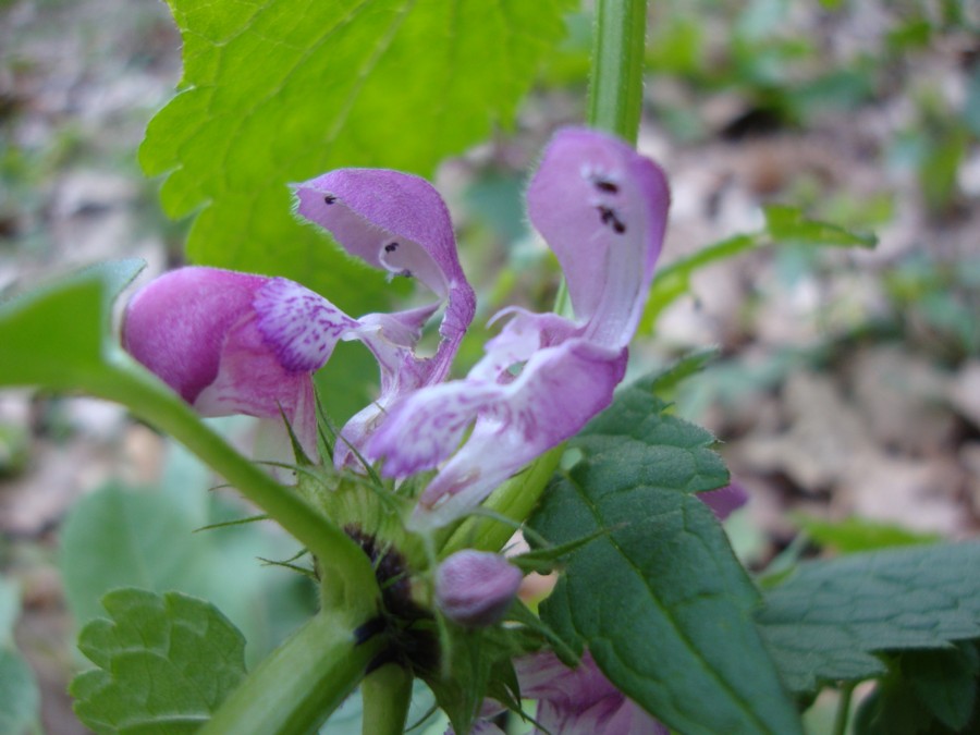 Lamium maculatum