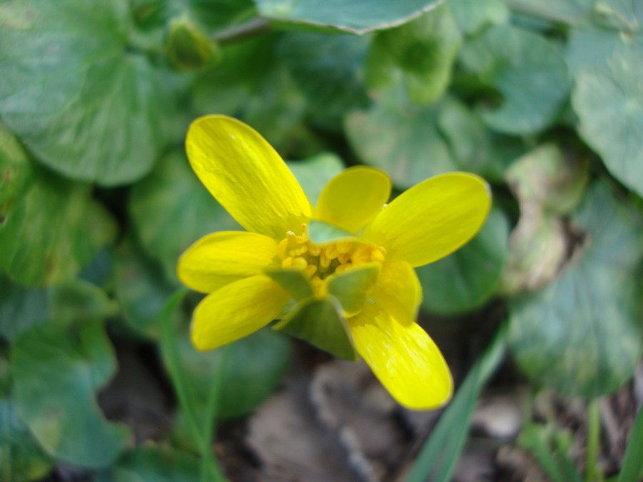 Ranunculus ficaria