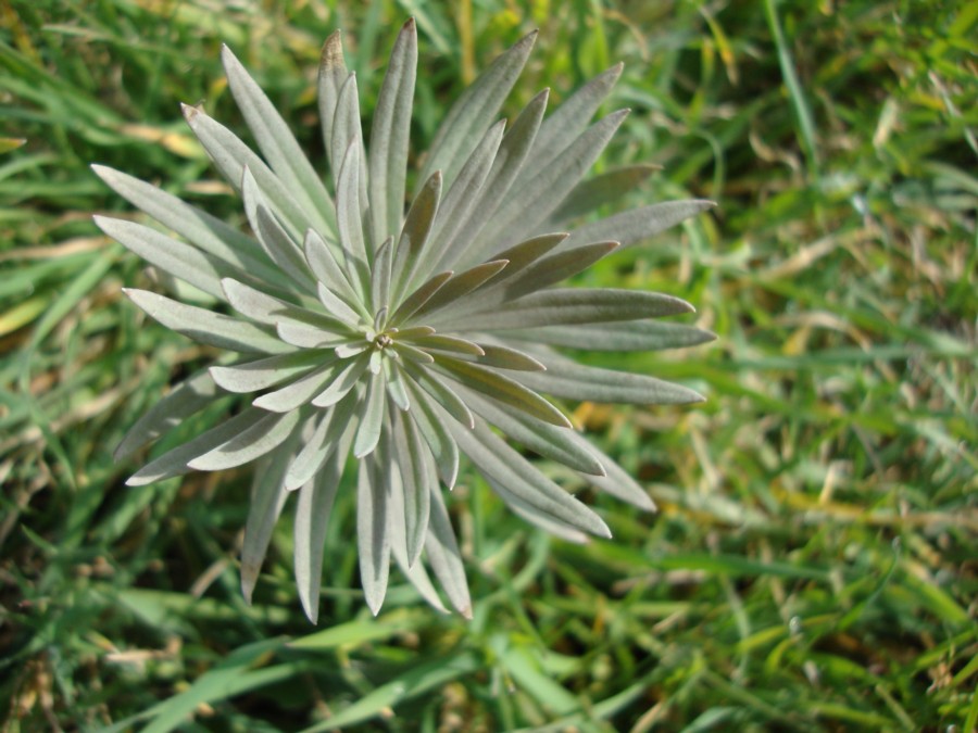 Euphorbia