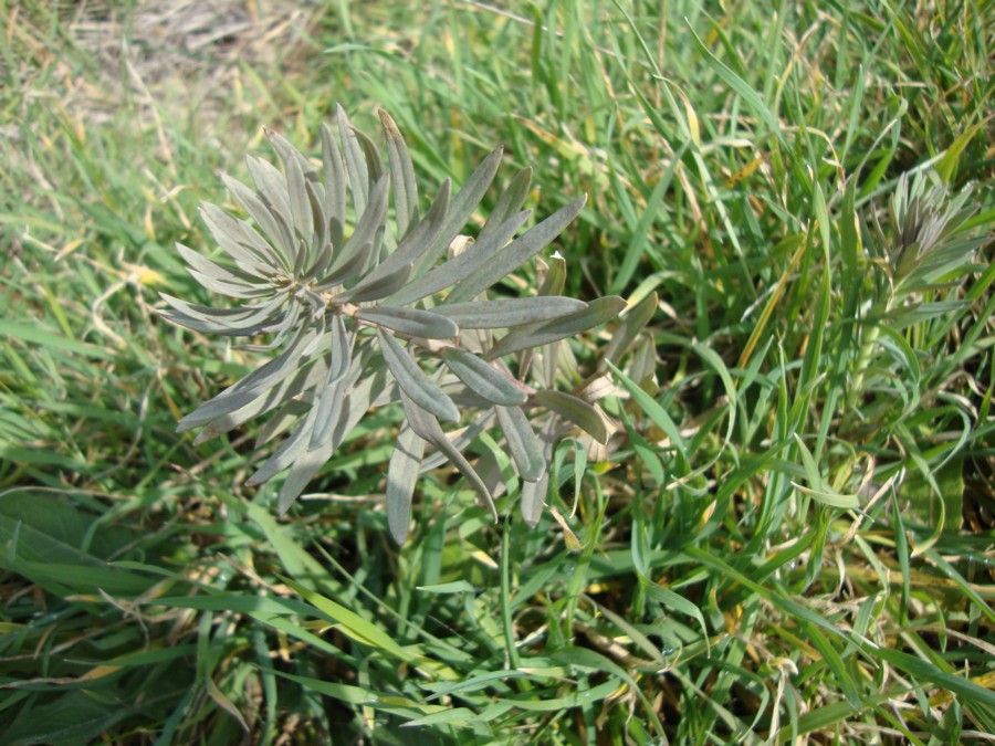 Euphorbia