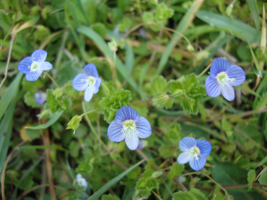 Veronica persica