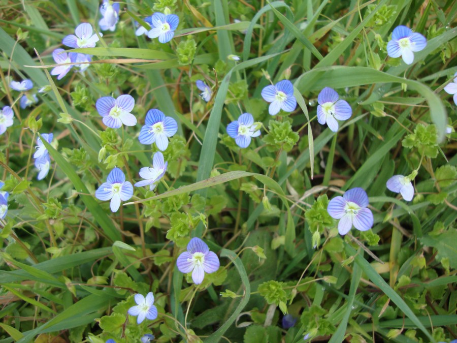 Veronica persica