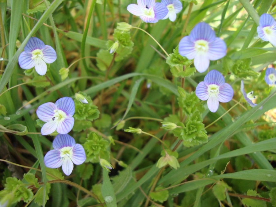 Veronica persica