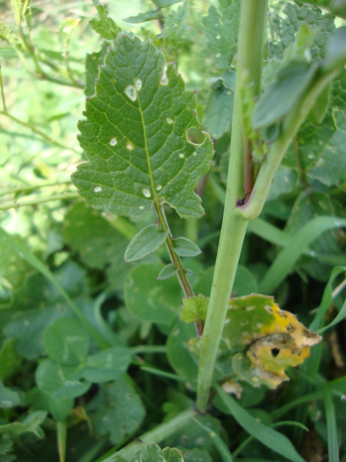 brassicacea da identificare