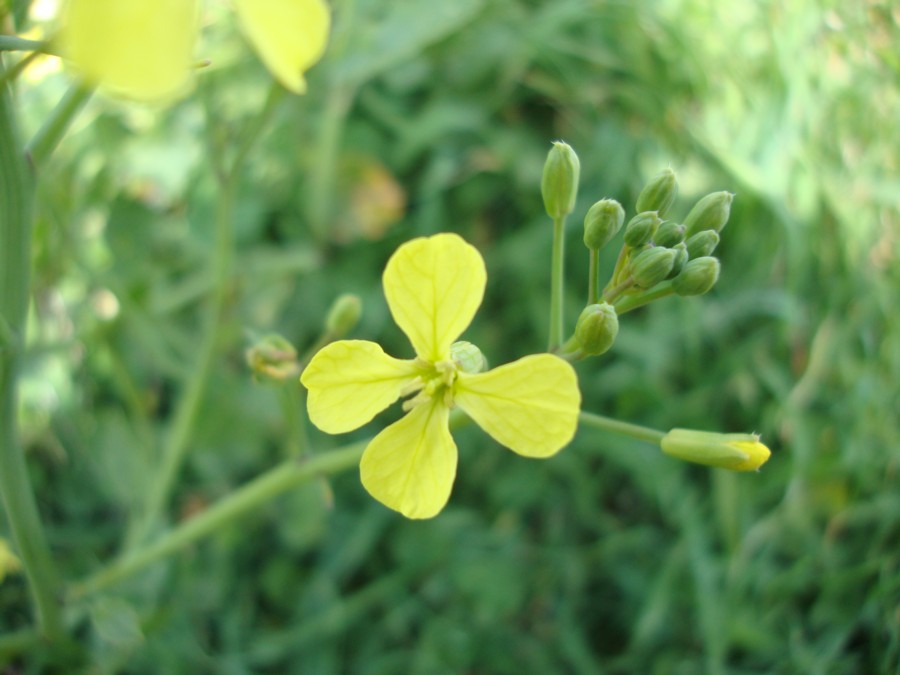 brassicacea da identificare