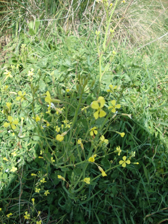 brassicacea da identificare