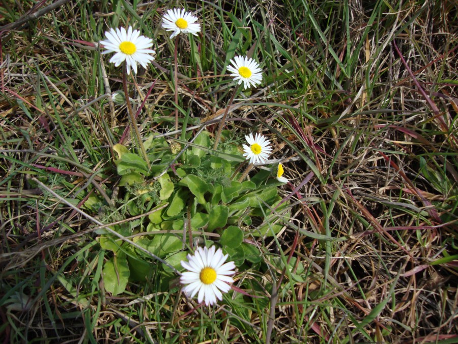 Bellis