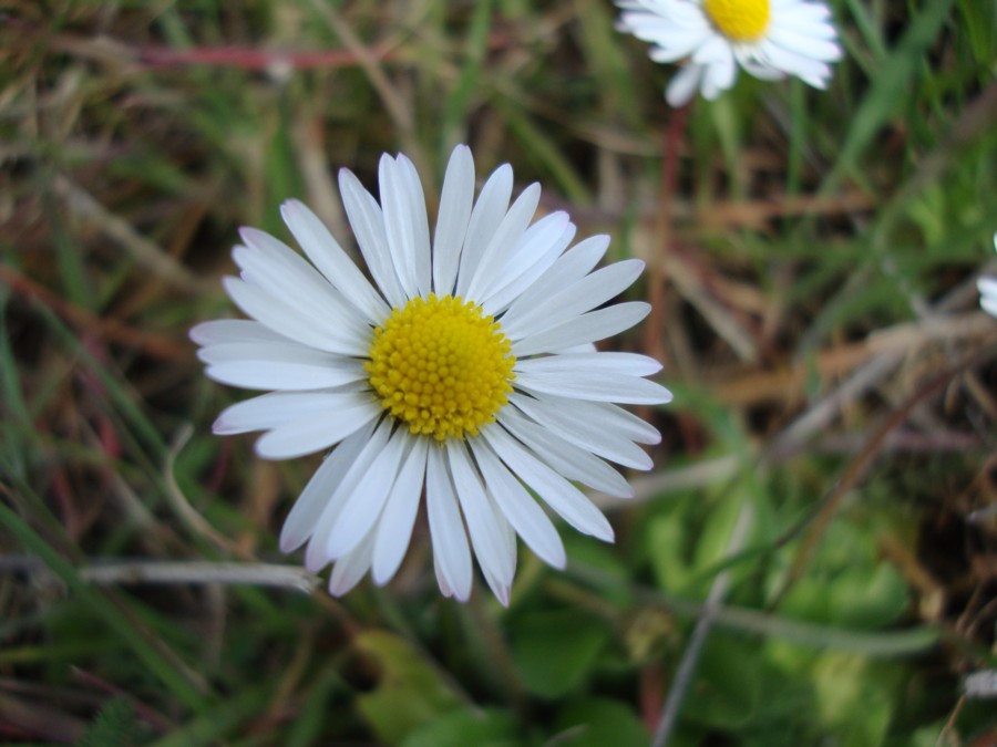 Bellis