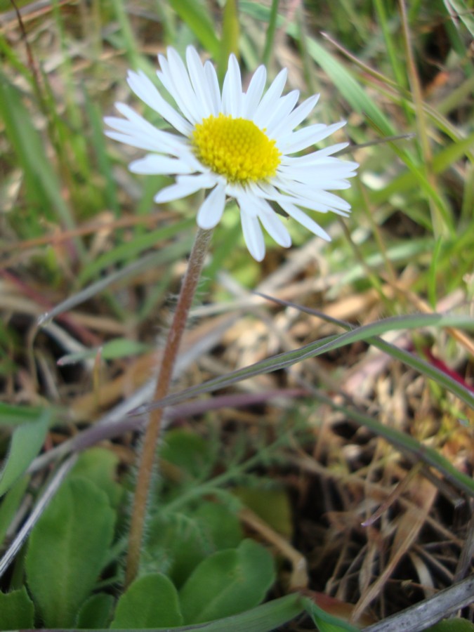 Bellis