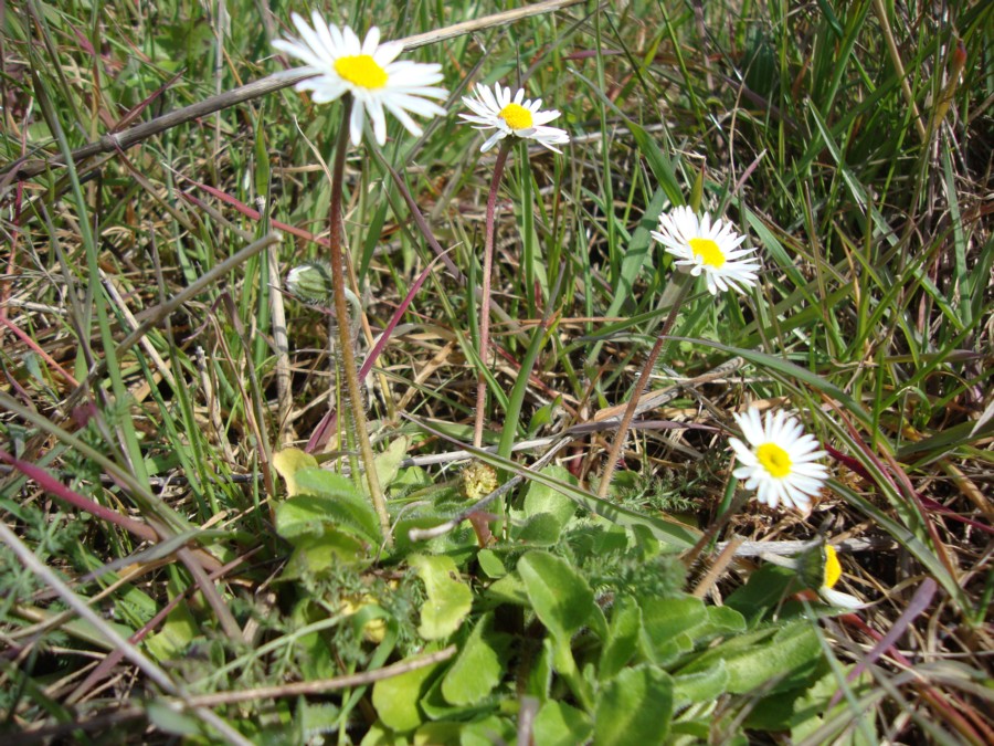 Bellis