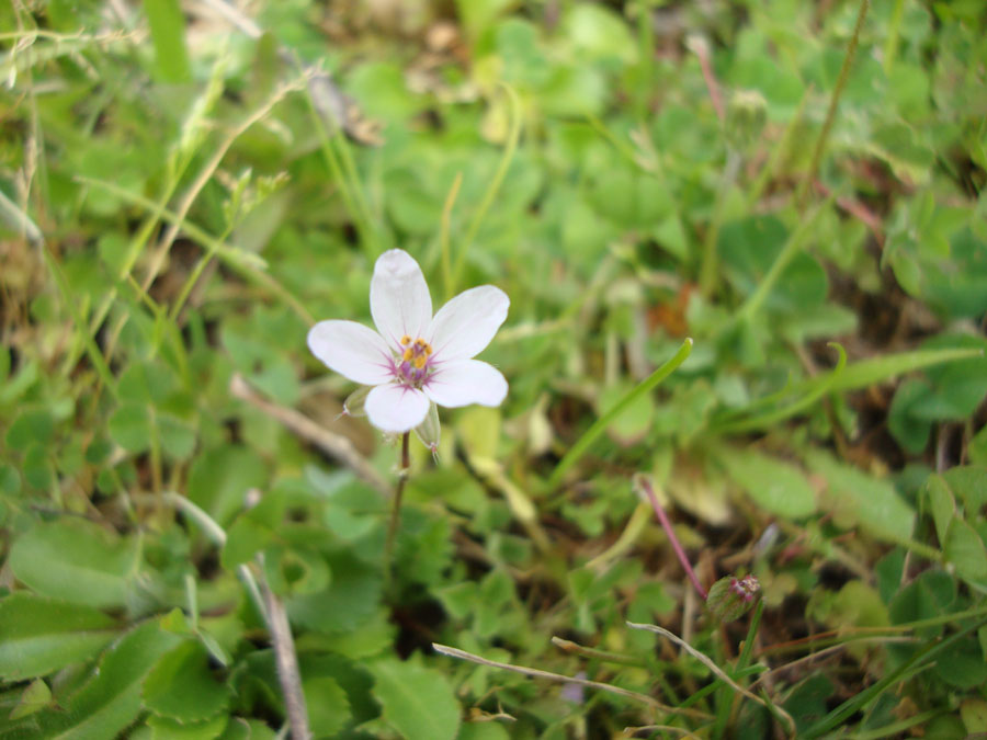 Erodium