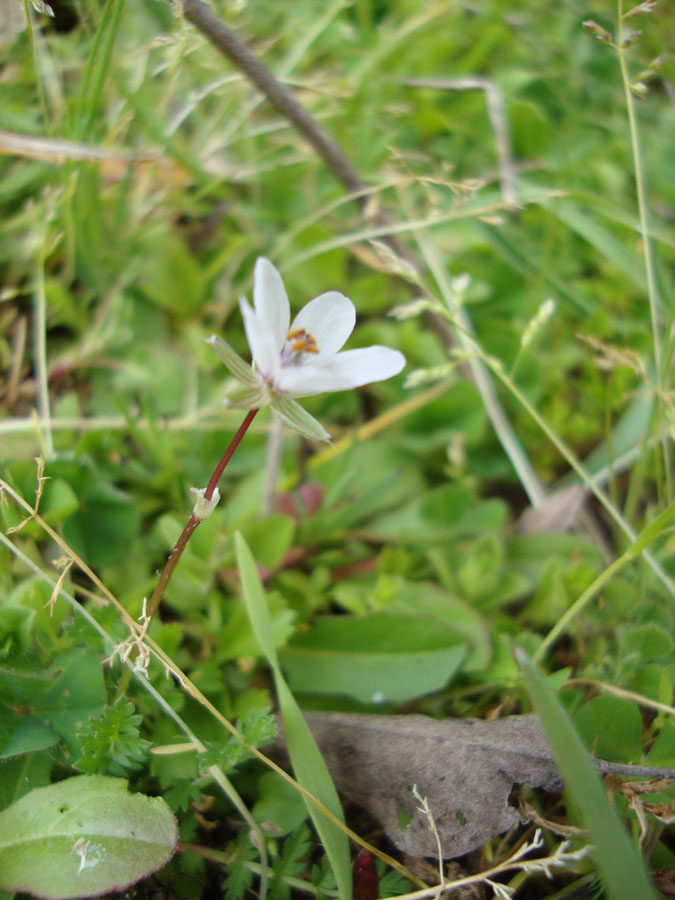 Erodium