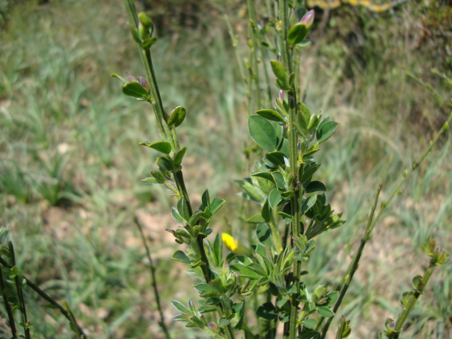 Cytisus scoparius - citiso scopario