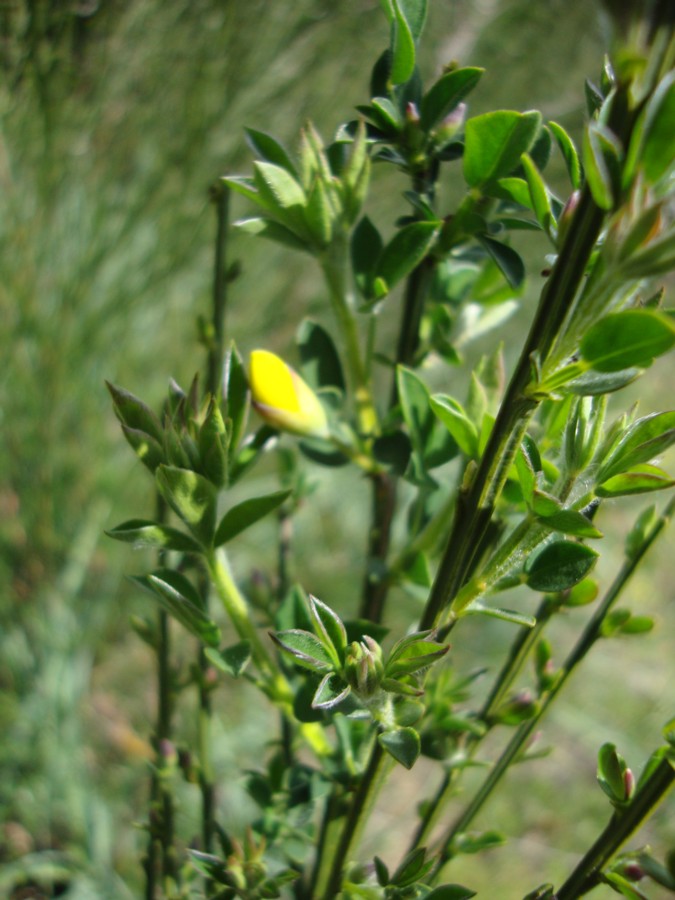 Cytisus scoparius - citiso scopario