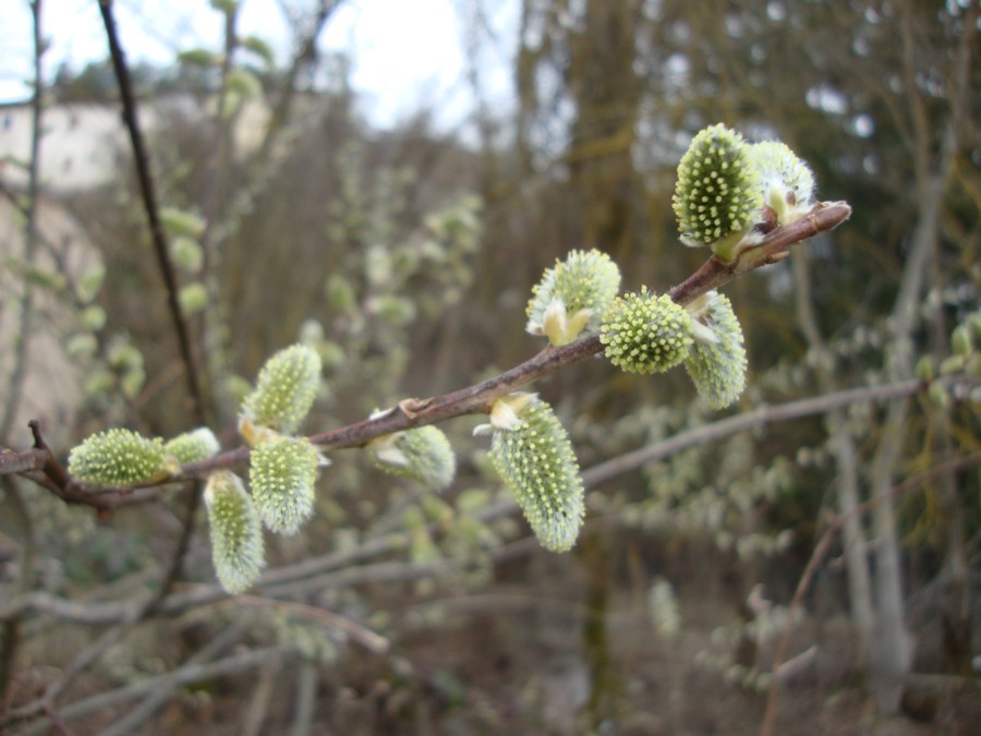 Salix caprea / Salice delle capre