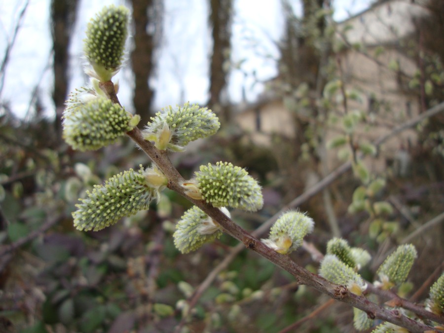 Salix caprea / Salice delle capre