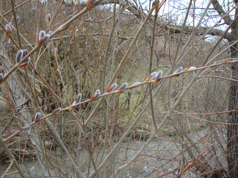 Salix caprea