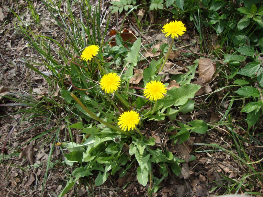 Taraxacum  sp.