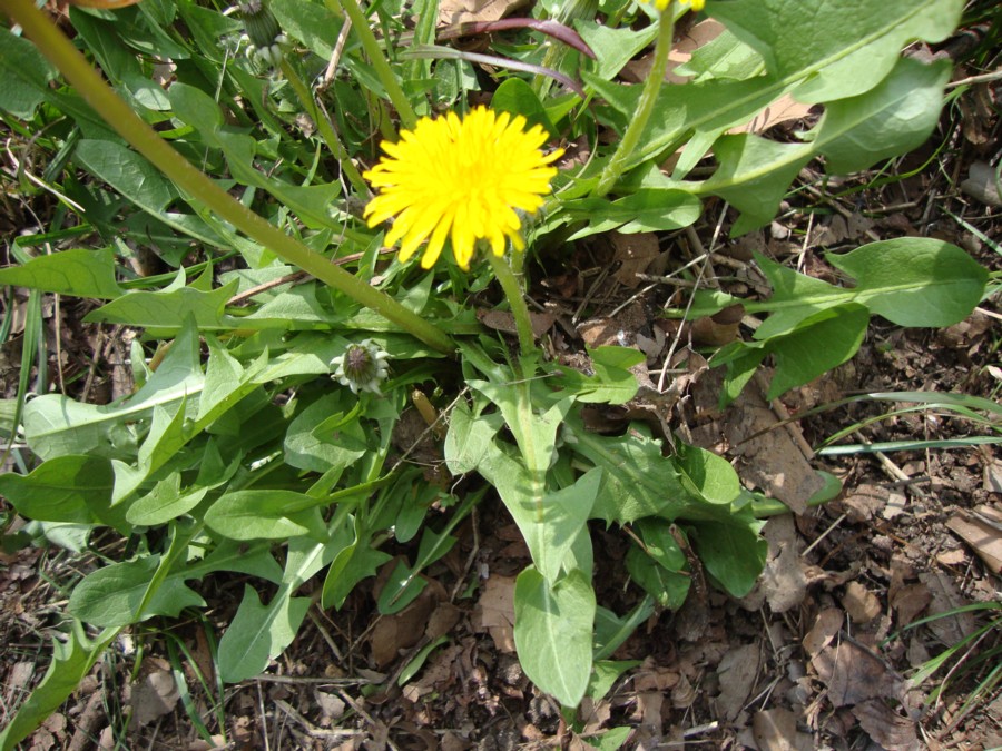 Taraxacum  sp.