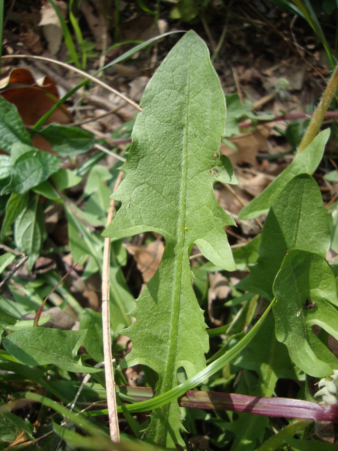 Taraxacum  sp.