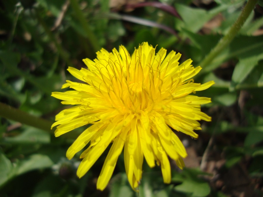 Taraxacum  sp.