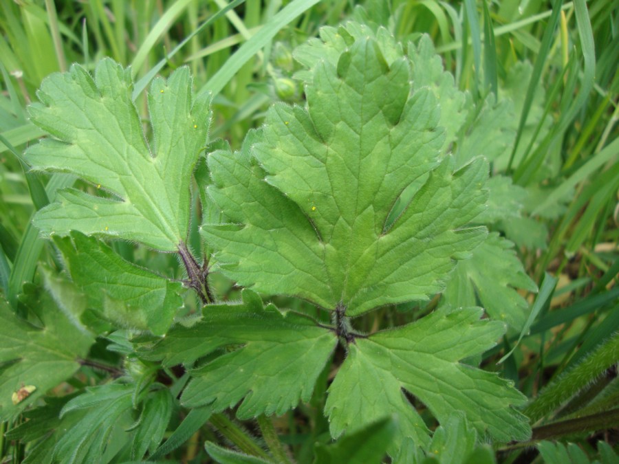 Ranuncolo