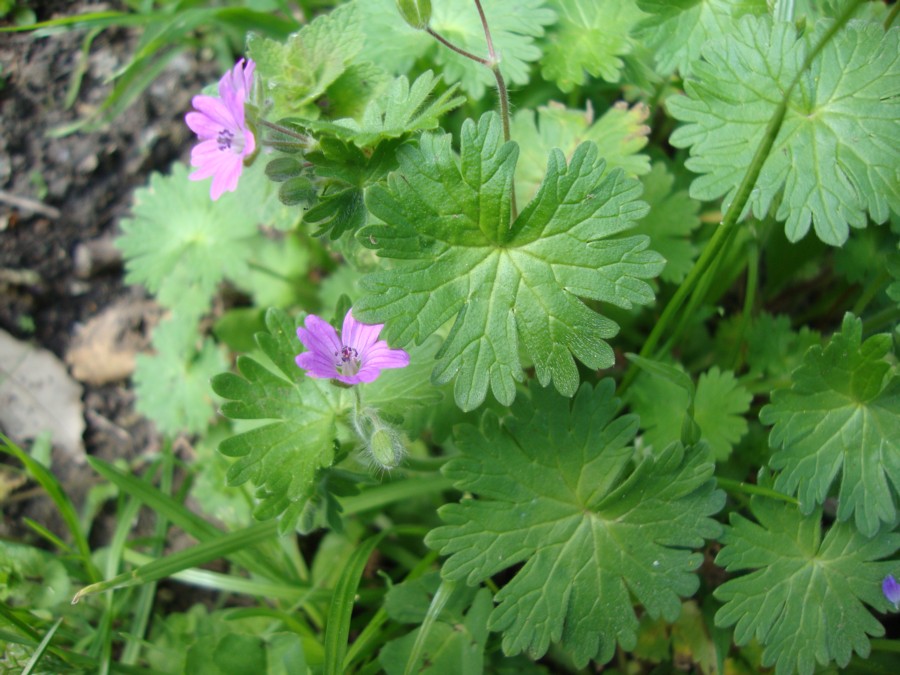 Geranium molle