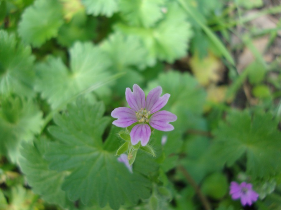 Geranium molle
