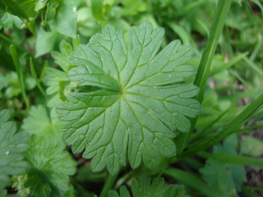 Geranium molle
