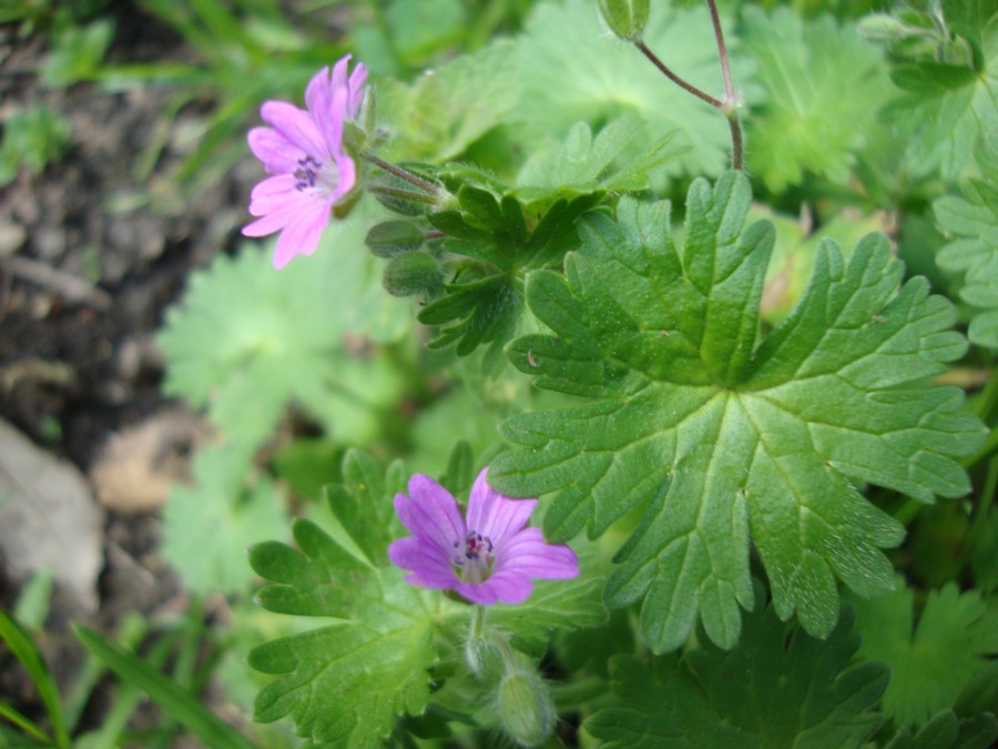 Geranium molle