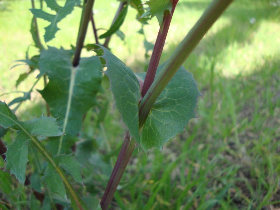 Sonchus oleraceus
