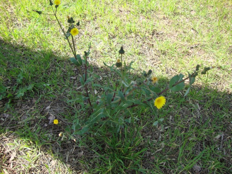 Sonchus oleraceus
