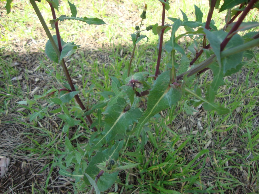 Sonchus oleraceus