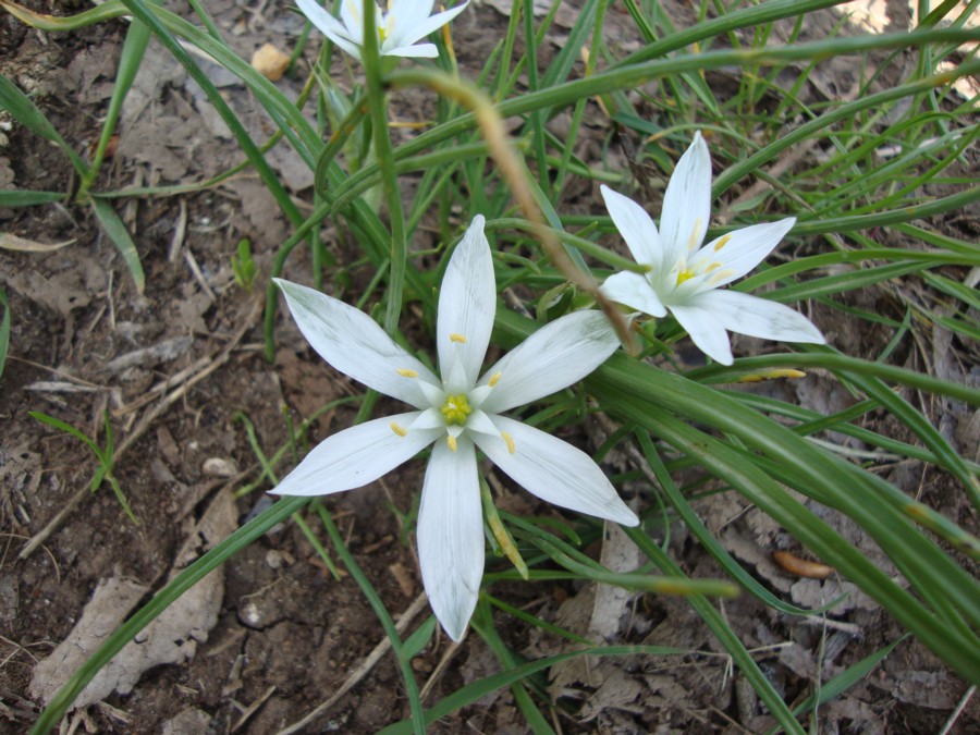 Ornithogalum