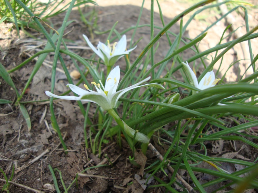 Ornithogalum