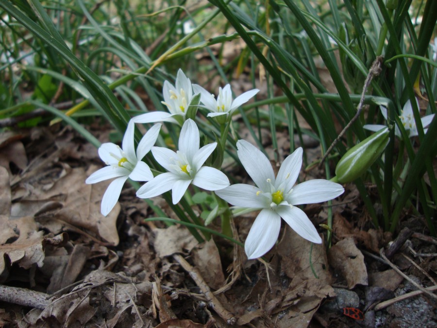 Ornithogalum