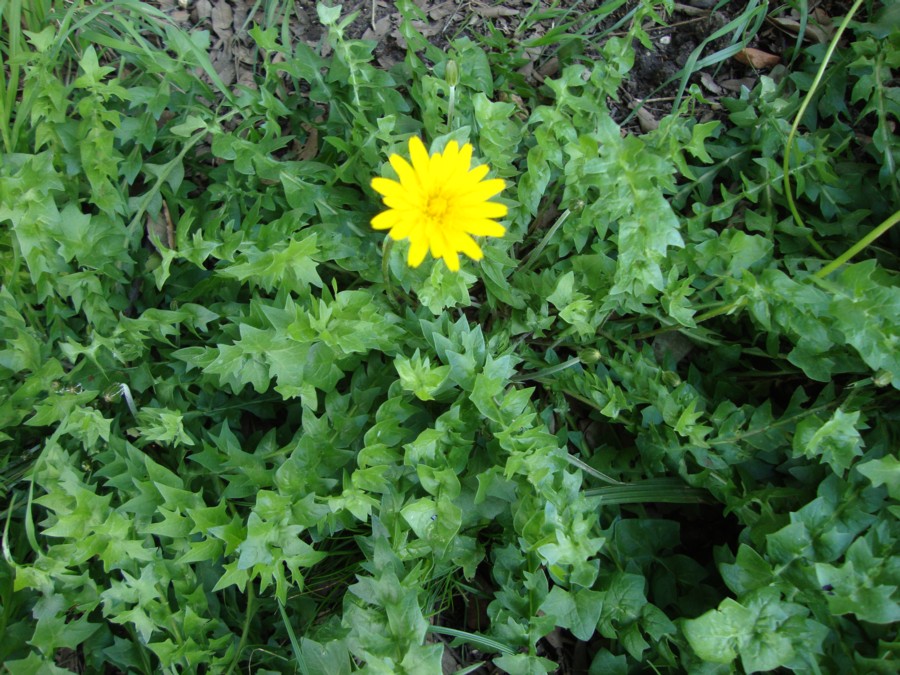 Hyoseris radiata / Radicchio raggiato