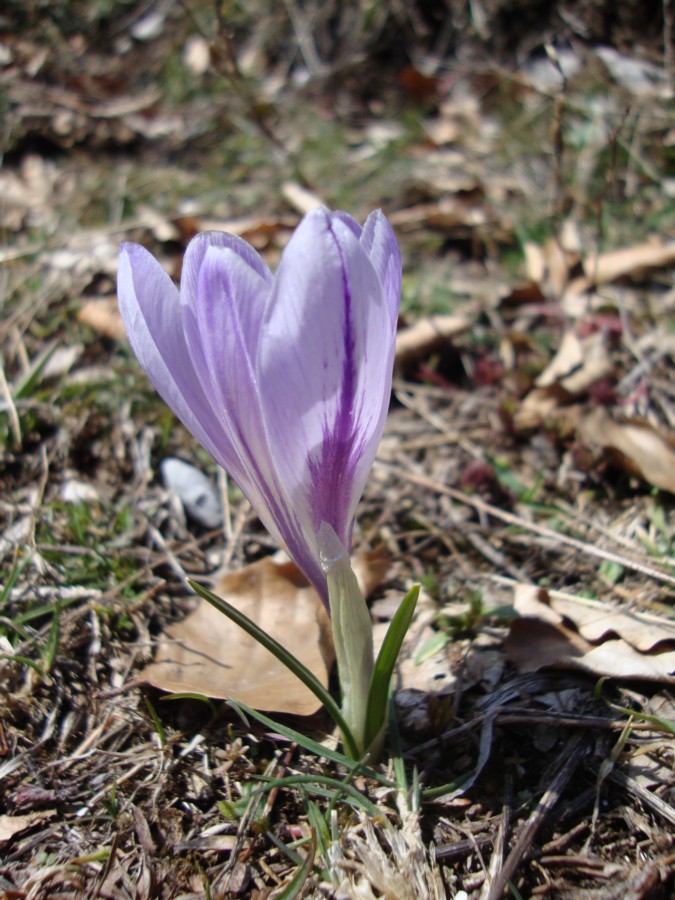 Crocus neapolitanus