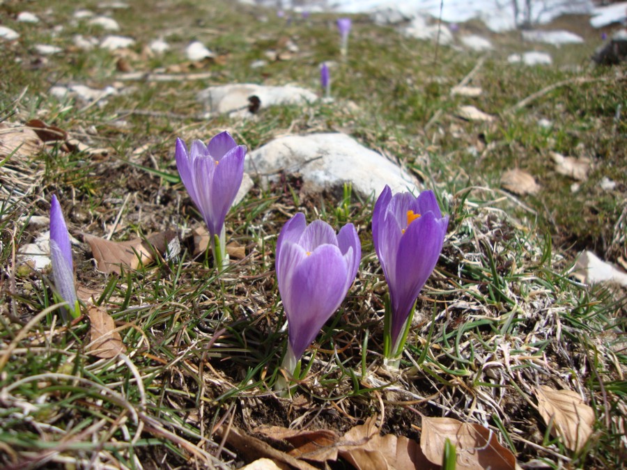 Crocus neapolitanus