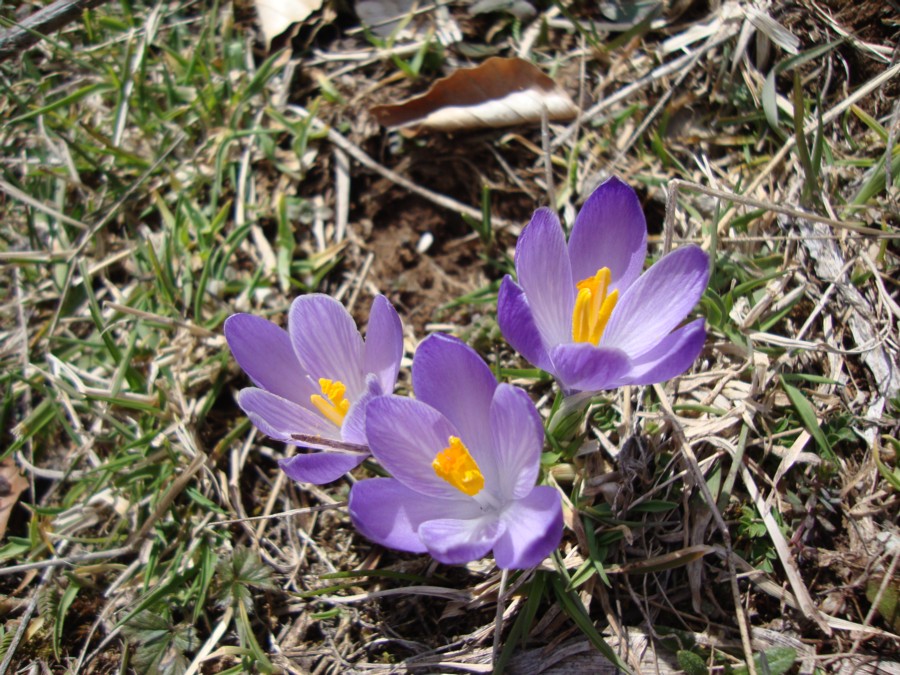 Crocus neapolitanus