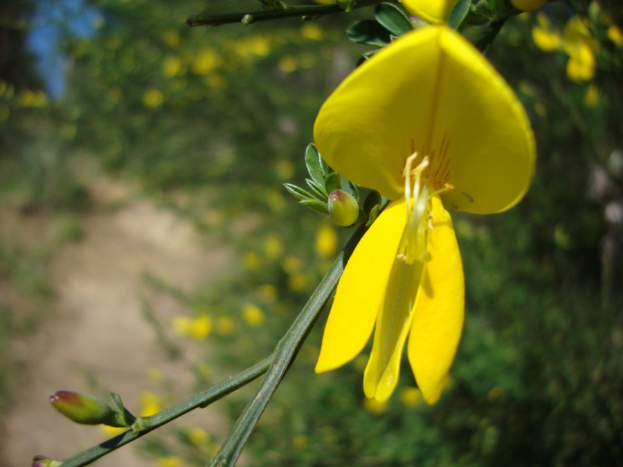Cytisus scoparius - citiso scopario