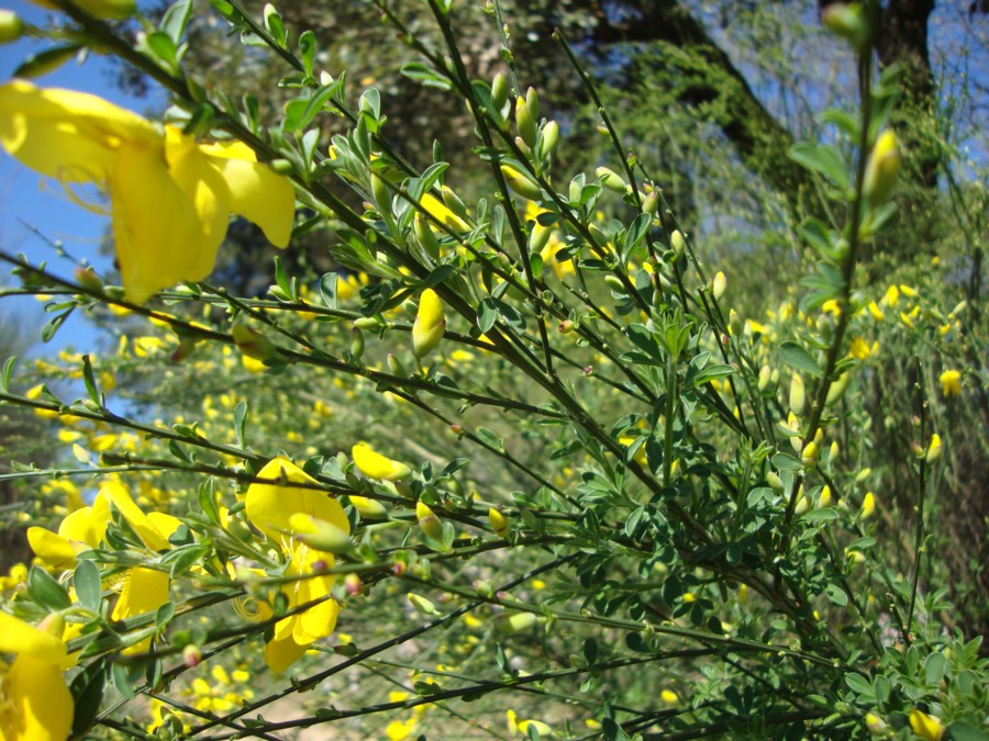 Cytisus scoparius - citiso scopario