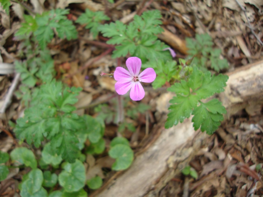 Geranium robertianum