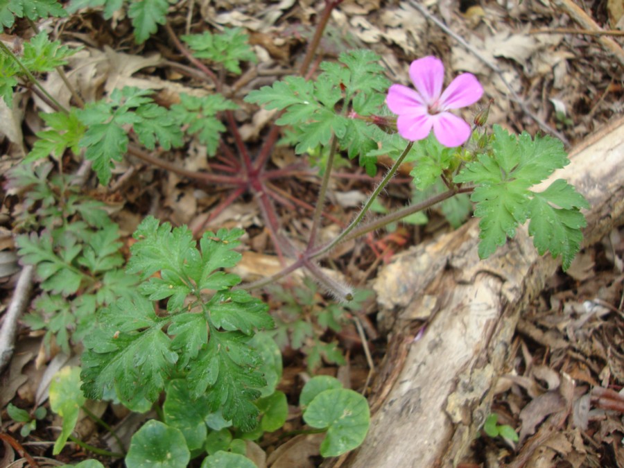 Geranium robertianum